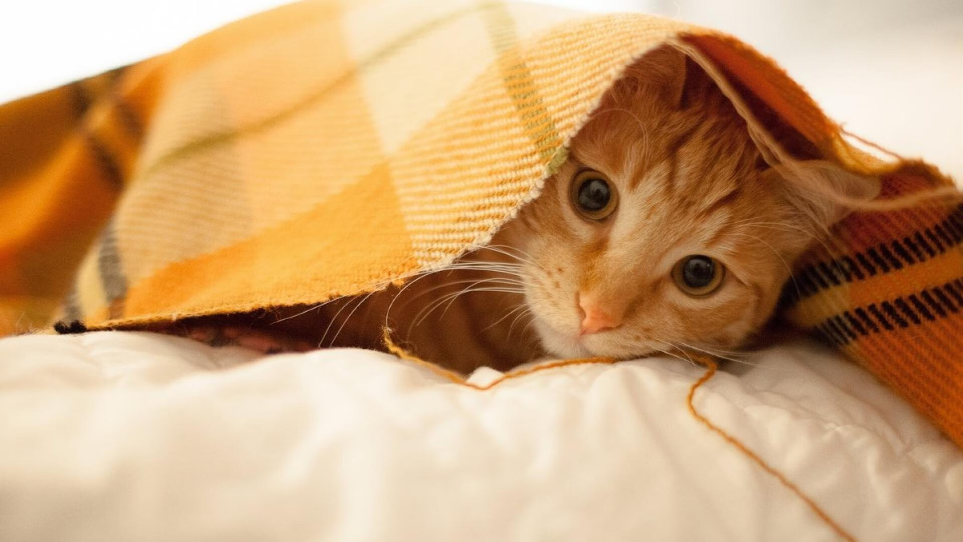 拉梅洛数据全面爆炸,76人强行终结新疆队—一场跨越时空的篮球对决