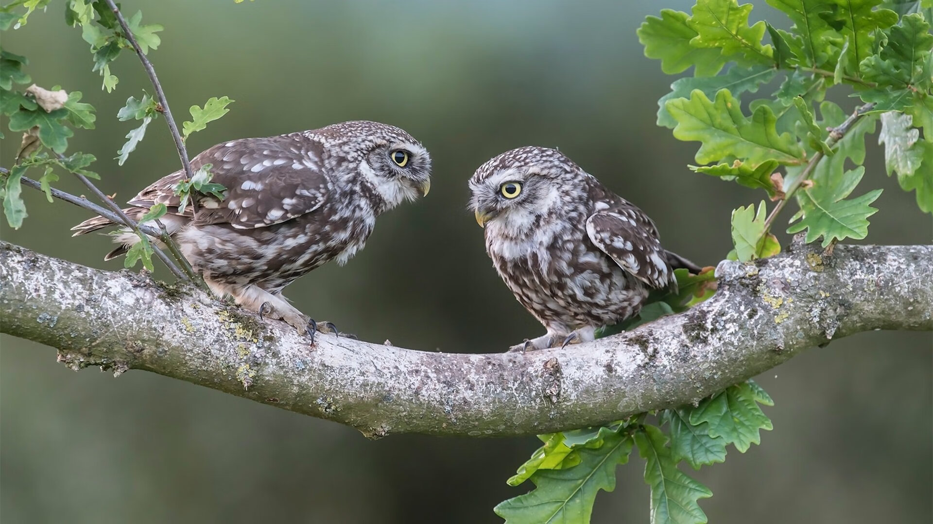 南美风暴席卷欧洲,委内瑞拉正面击溃葡萄牙,克瓦拉茨赫利亚加冕关键先生